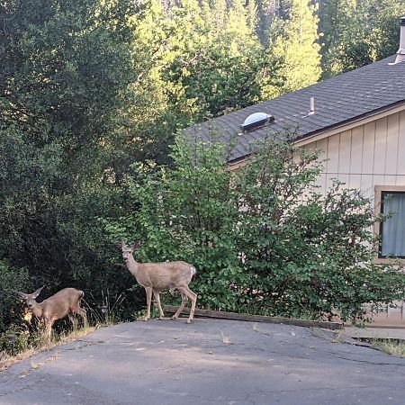 Yosemite Haven @ Pine Mountain Lake. Dog Friendly! 그로블런드 외부 사진