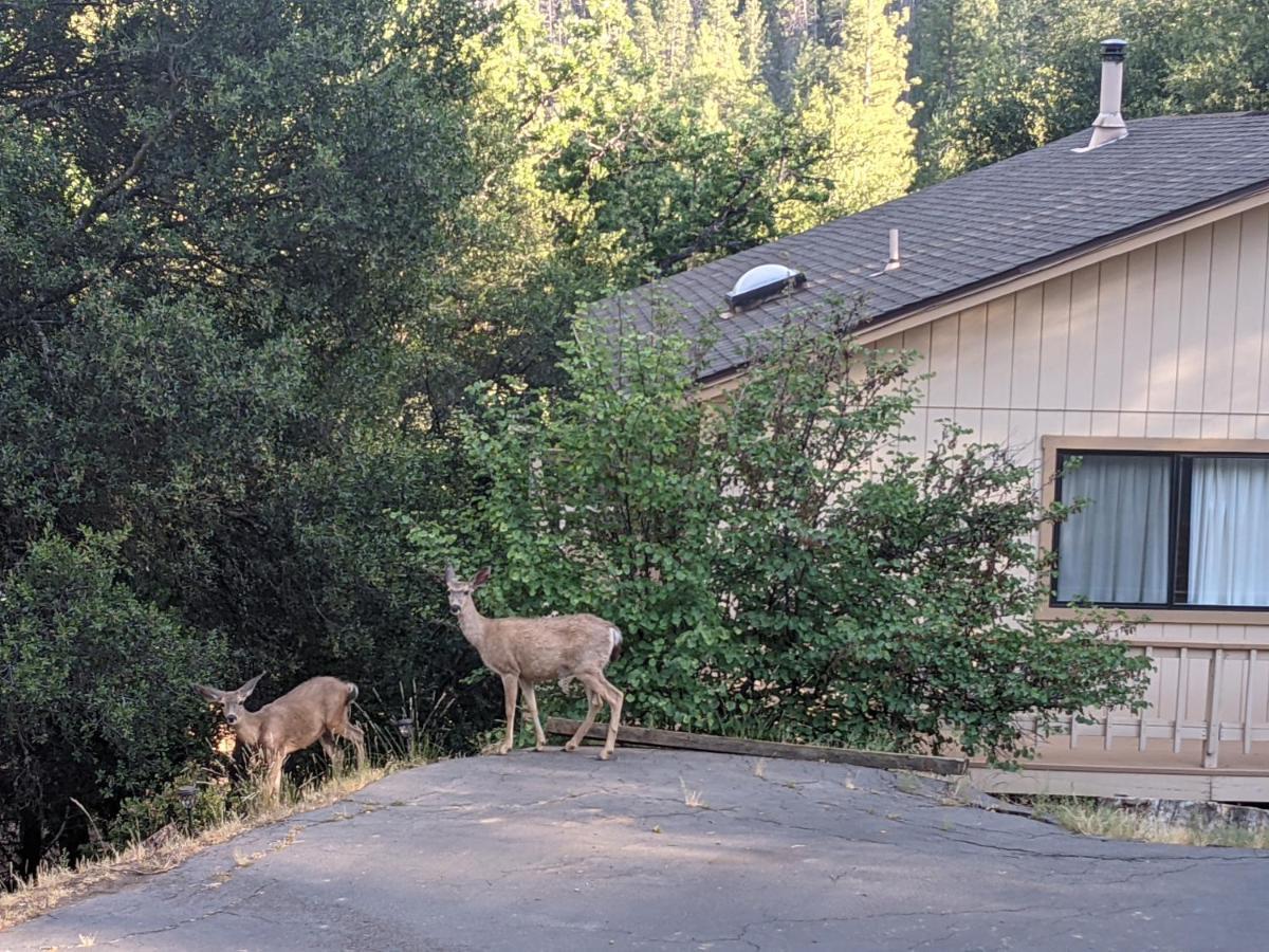 Yosemite Haven @ Pine Mountain Lake. Dog Friendly! 그로블런드 외부 사진