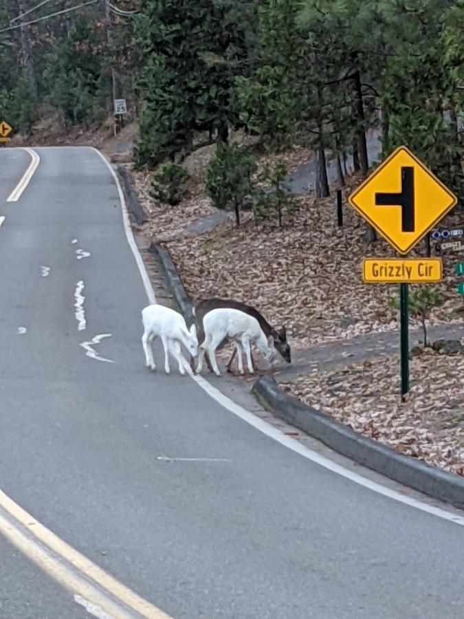 Yosemite Haven @ Pine Mountain Lake. Dog Friendly! 그로블런드 외부 사진